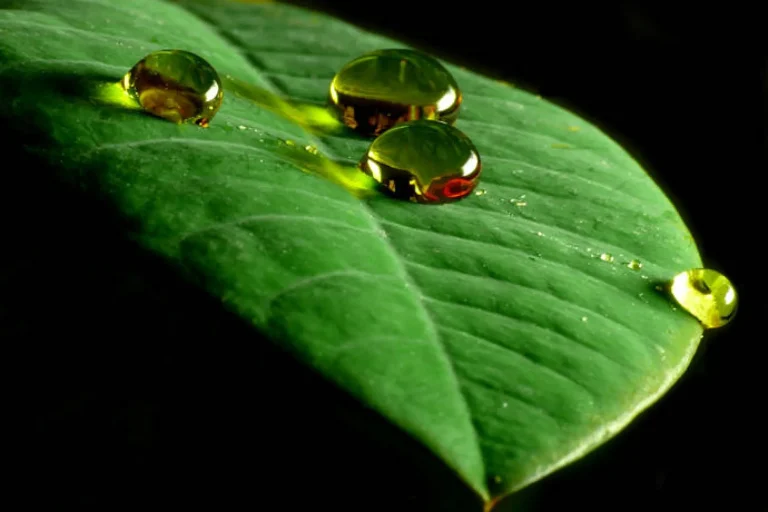 "Lotus-Effekt" in der Natur.