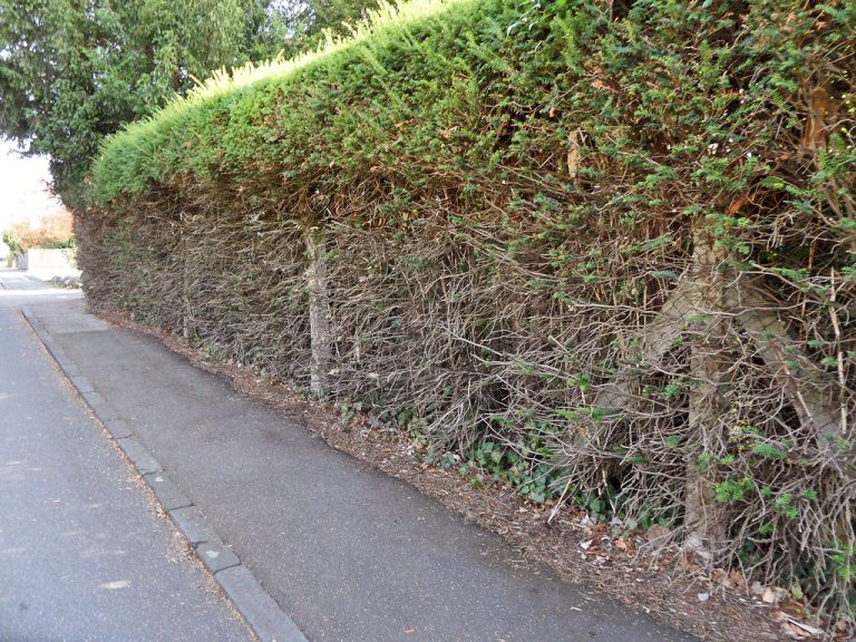 Radikaler Heckenschnitt