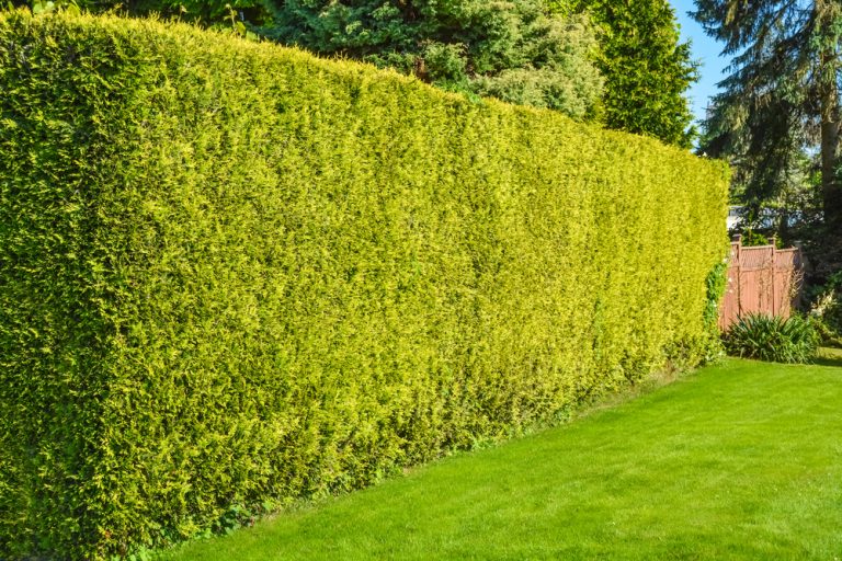 Perfekt geschnittene Sichtschutzhecke